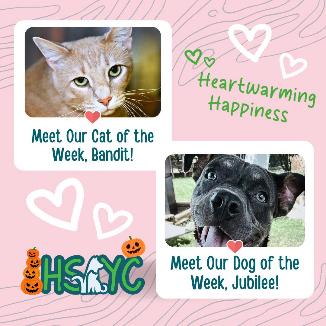 Humane Society of York County