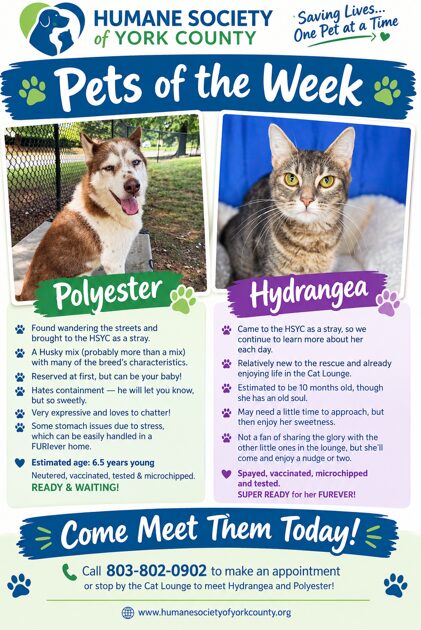 Pets of the Week: Hydrangea and Polyester Are Looking for Their Forever Homes